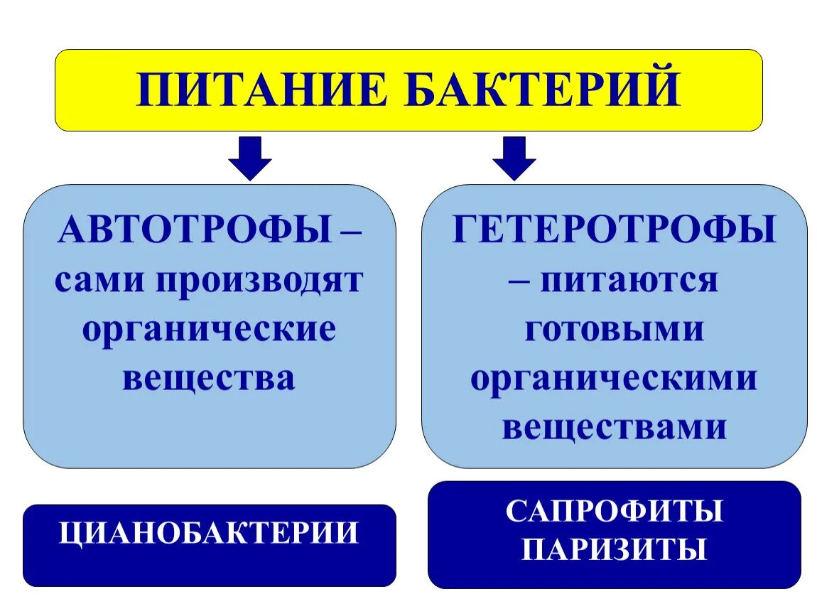 Какой способ питания у бактерий. Способы питания бактерий 5 класс. Типы питания бактерий схема 5 класс биология. Способы питания бактерий 5 класс биология. Типы питание бактерий 6 класс биология.