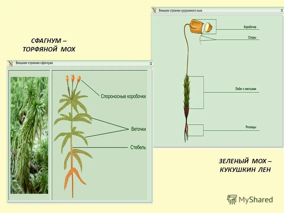 Части растения мха. Мох сфагнум части растения. Кукушкин лён обыкновенный строение. Мхи Кукушкин лен и сфагнум. Кукушкин лён обыкновенныйстроение.