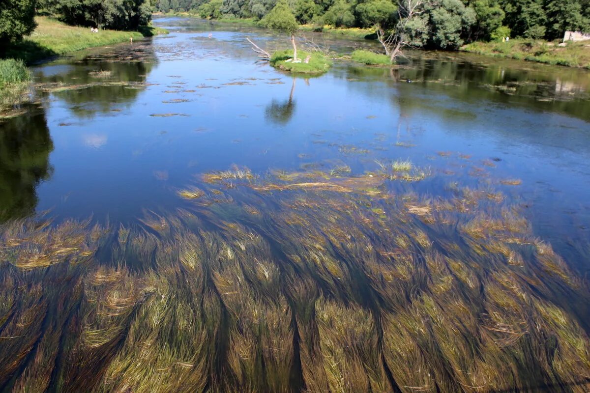 Водоросли в реке. Водоросли рек подмосковья. водоросли в речке. вода река. речные водоросли в реке.