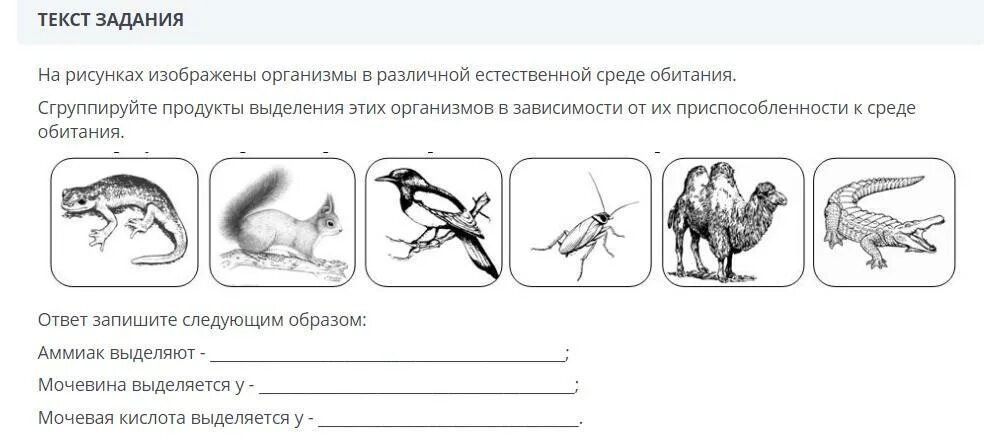 Признаки какого класса на нем изображены. Определите среду обитания изображенных животных. Продукты выделения в зависимости от среды обитания. Изобрази животных в естественной среде для них обитания. Изображённый на рисунке организм — это.