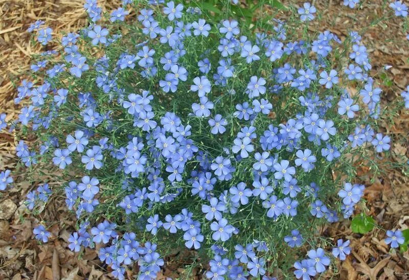 Лен многолетний Блу. Лен многолетний Linum perénne. Лен многолетний Linum perenne. Лен многолетний Блу семена. Цветы похожие на лен