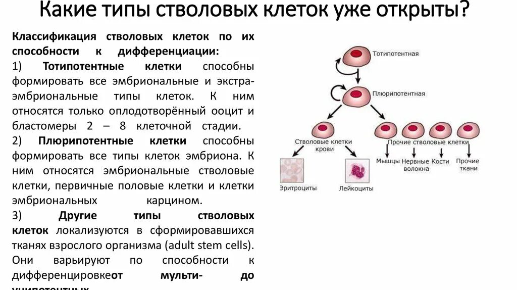 Культивирование клеток крови. Эмбриональные стволовые клетки классификация. Основные биологические свойства стволовых клеток. Стволовые клетки и их дифференцировка. Стволовые клетки, их значение, строение, функции..