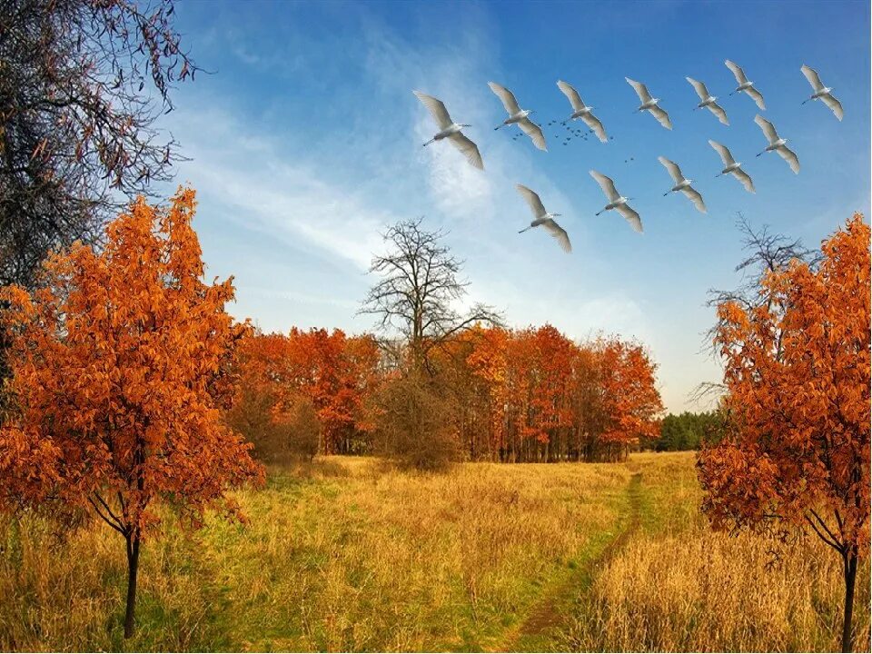 Летом дни становятся длиннее. Осень журавлиный Клин. Осенний Клин перелетных птиц. Журавлиный Клин в осеннем небе. Журавлиный Клин осенью.