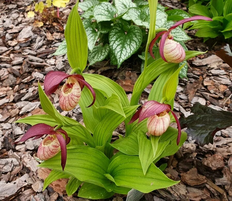 Венерин башмачок. Венерин башмачок в саду. Циприпедиум. Садовая орхидея. Садовые башмачки.