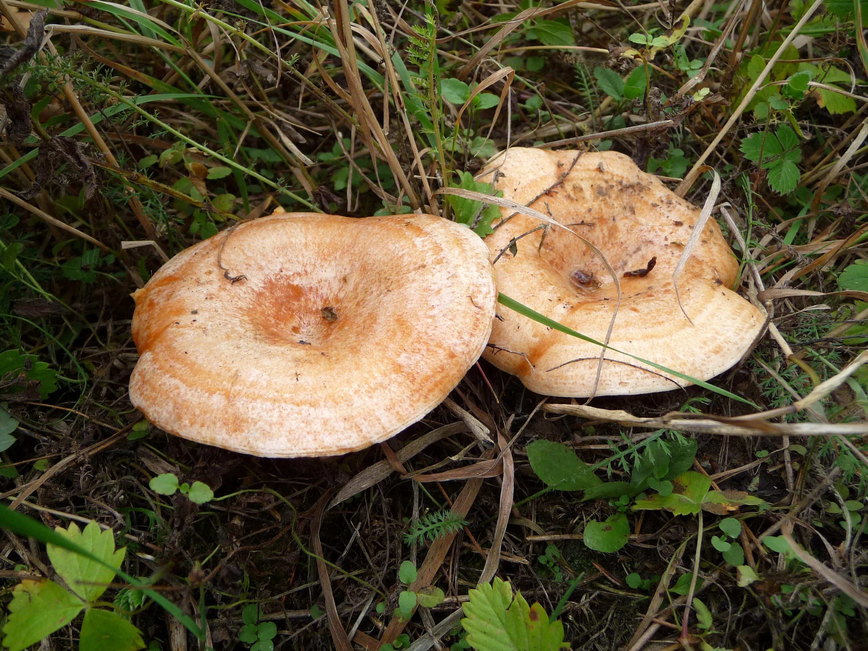 Обрабатываем рыжики. Груздь дубовый, Рыжик дубовый (Lactarius insulsus). Ложный Рыжик груздь. Рыжик настоящий съедобные грибы. Рыжики говорушки.