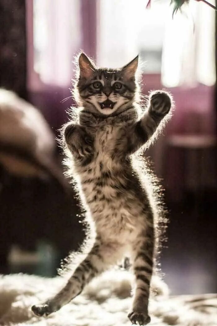 Покажи самый классный. Танцующий кот. Смешные котята. Смешной кот. Счастливая кошка.