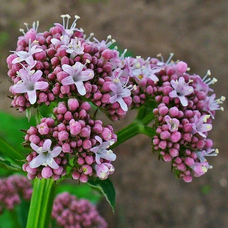 Валерьянка трава. Валериана (Valeriána officinális). Валериана оффициналис Valeriana. Валериана лекарственная (Valeriana officinalis). Valeriana officinalis семейство.