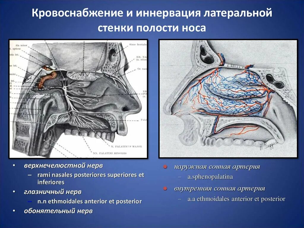 Обонятельная область носа. Иннервация слизистой оболочки носовой полости. Кровоснабжение слизистой оболочки носовой полости. Клиническая анатомия латеральной стенки носа. Иннервация слизистой оболочки полости носа.