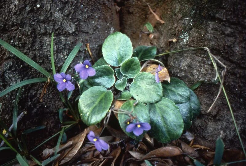 где растет фиалка. сенполия узамбарская фиалка полив. фиалка крийская. цикламен альпийская фиалка. родина фиалка узамбарская.