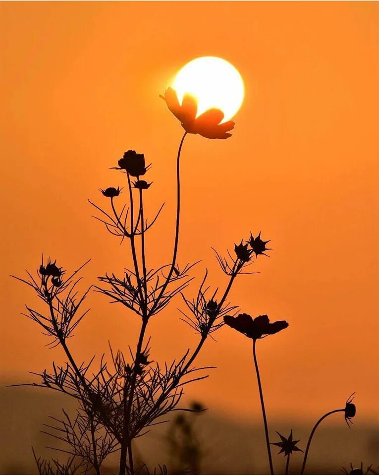 Flower sunset. Цветы и солнце. Вечернее солнце. Цветы на рассвете. Растения на фоне заката.