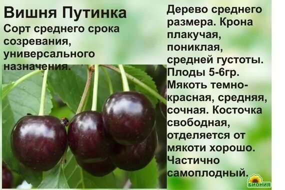 Вишня сорта антрацитовая. Вишня сорт Путинка. Вишня Путинка описание сорта. Вишня сорт Шоколадница. Вишня владимирская описание сорта опылители морозостойкость