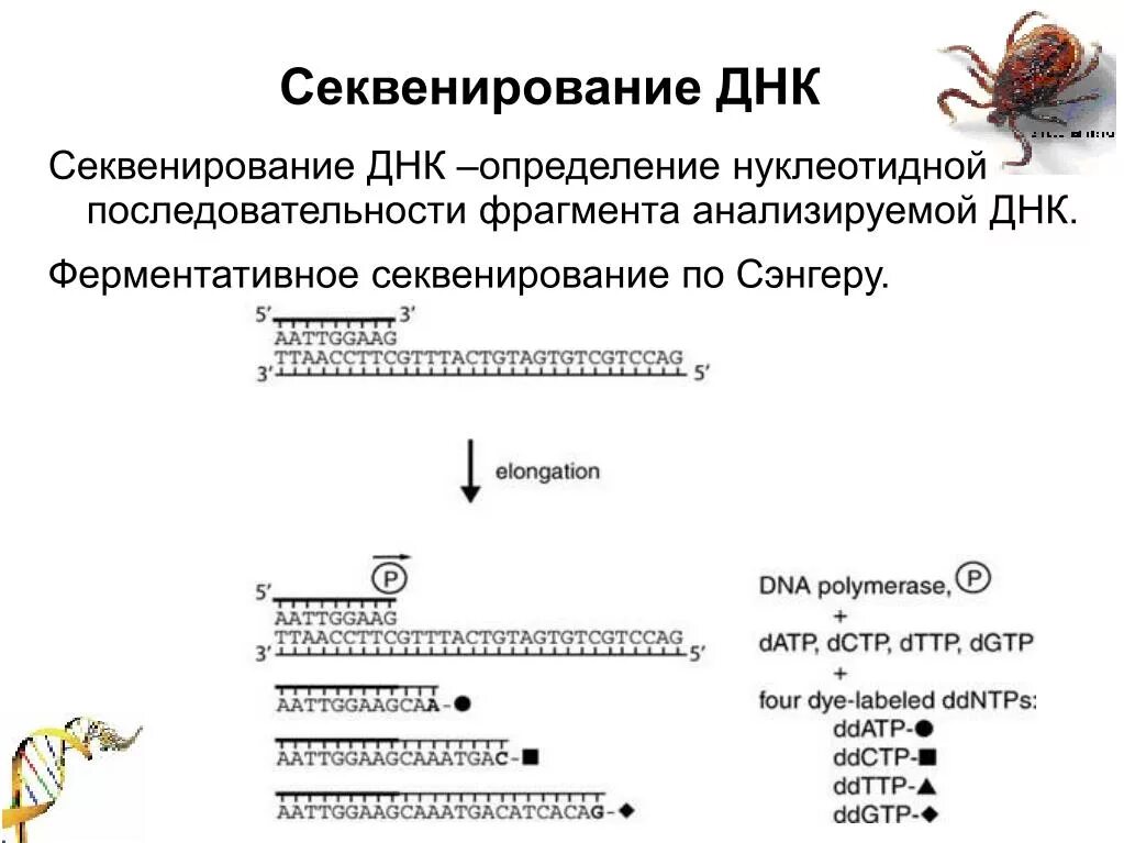 Метод секвенирования днк. Секвенирование ДНК. Ферментативное секвенирование по Сэнгеру. Секвенирование метод генетики. Этапы ферментативного метода секвенирования ДНК.