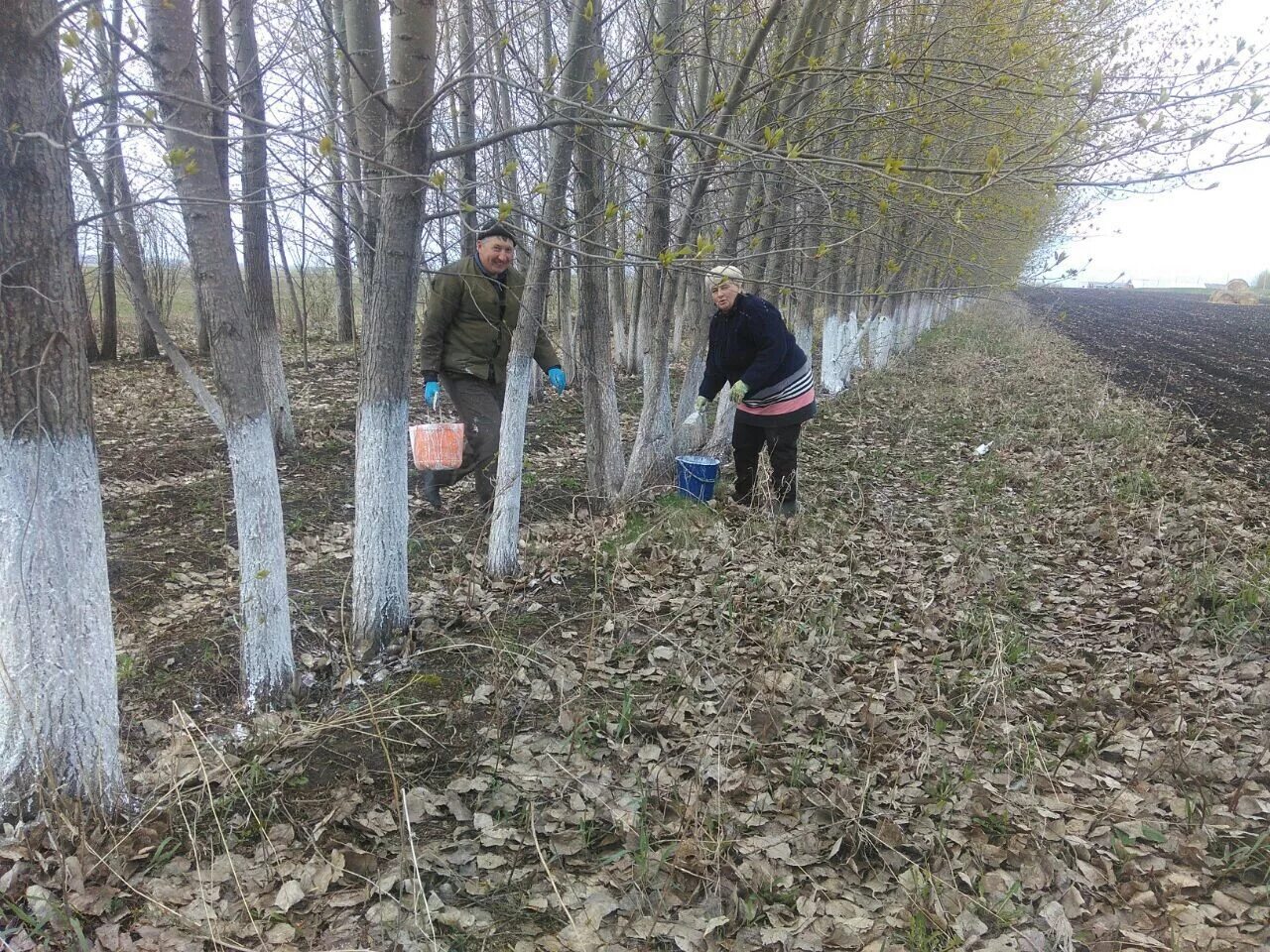 Лесополосы высаживание