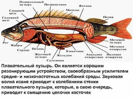 Половая система костные