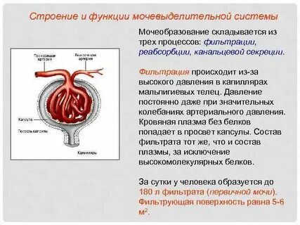 Регуляция мочевыделительной системы