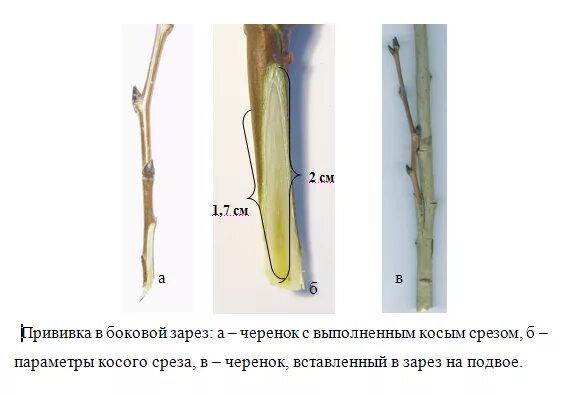 Срез черенка. Прививка яблони камбий. Прививка яблони в боковой зарез. Прививка яблони весной в зарез. Окулировка яблони глазком.