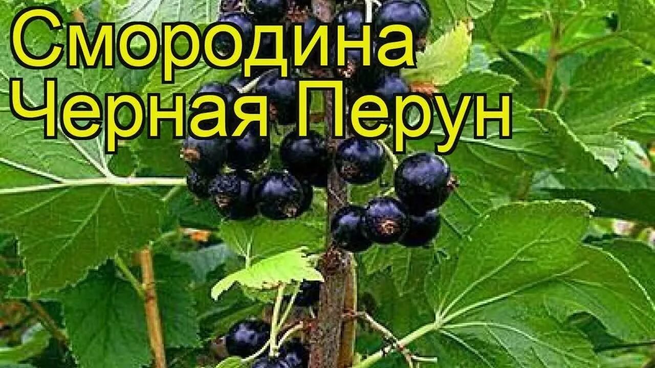 Смородина перун описание сорта. Черная смородина сорт Перун. Смородина черная Перун описание сорта. Смородина "Перун" чёрная (традиционный сорт). Смородина черная Дачница.