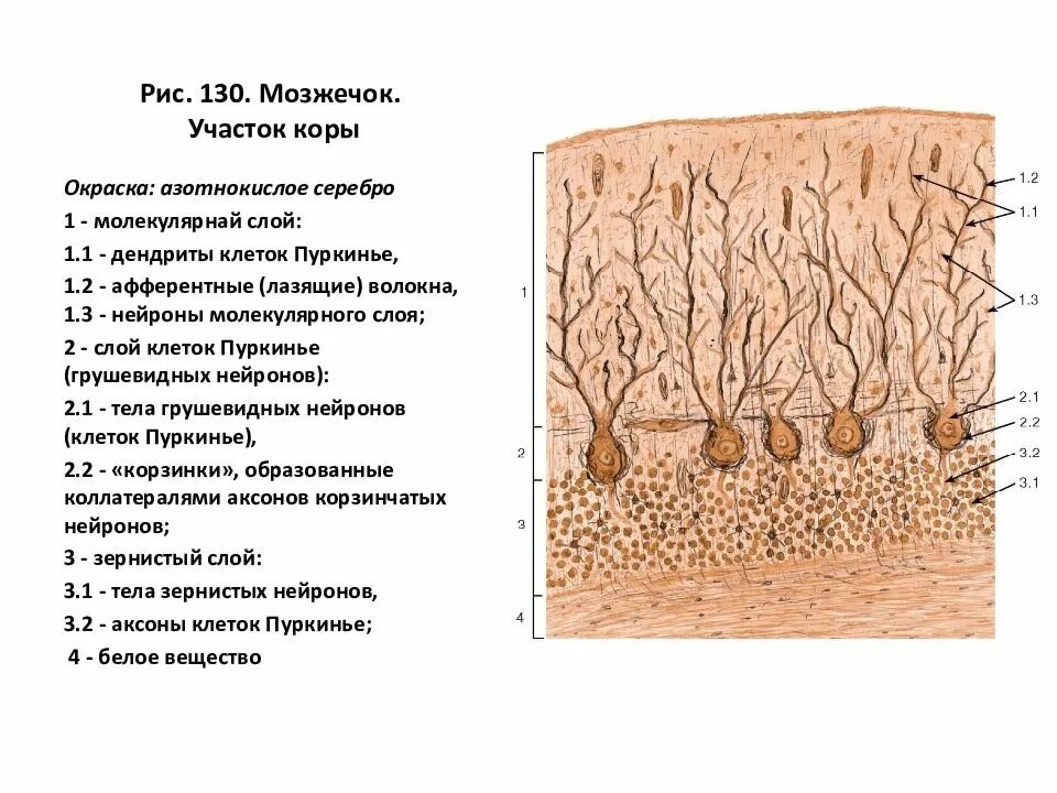 Мозжечок волокна. Мозжечок участок коры. Схема строения клубочка зернистого слоя коры мозжечка.. Строение мозжечка гистология. Корзинчатые клетки коры мозжечка.