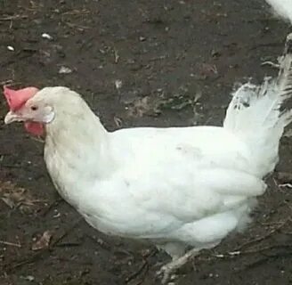 Во сколько месяцев начинают нестись доминанты куры
