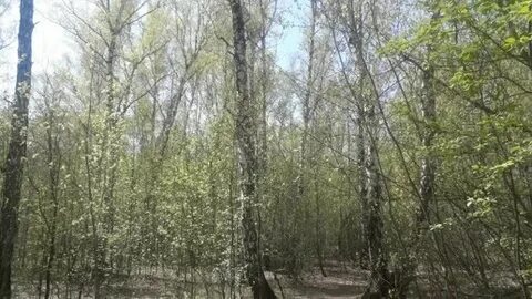 Приближаться к роще