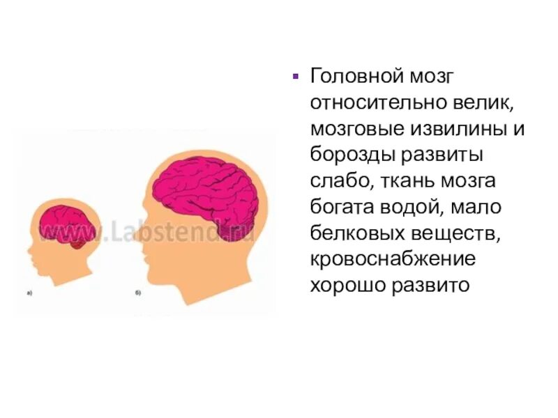 Ткань мозга новорожденного. Головной мозг новорожденного ребенка богат водой. Мозговая ткань новорожденных богата.