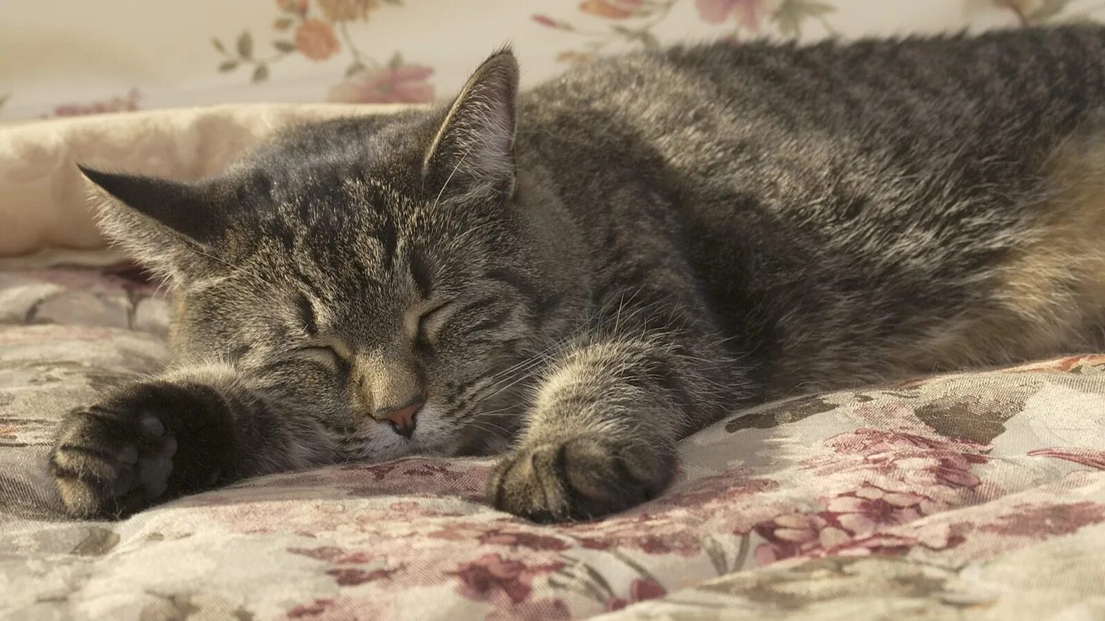 Спящий серый кот. Спящий кот. спящие котики. спокойный кот.