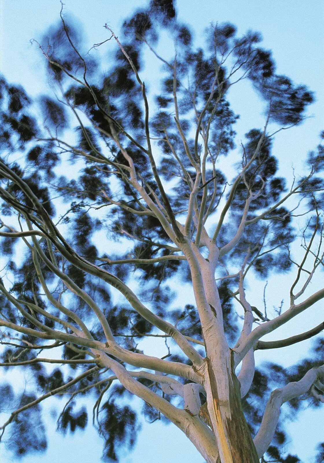 Eucalyptus tree