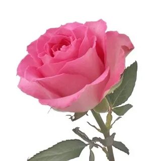 Rose deluxe