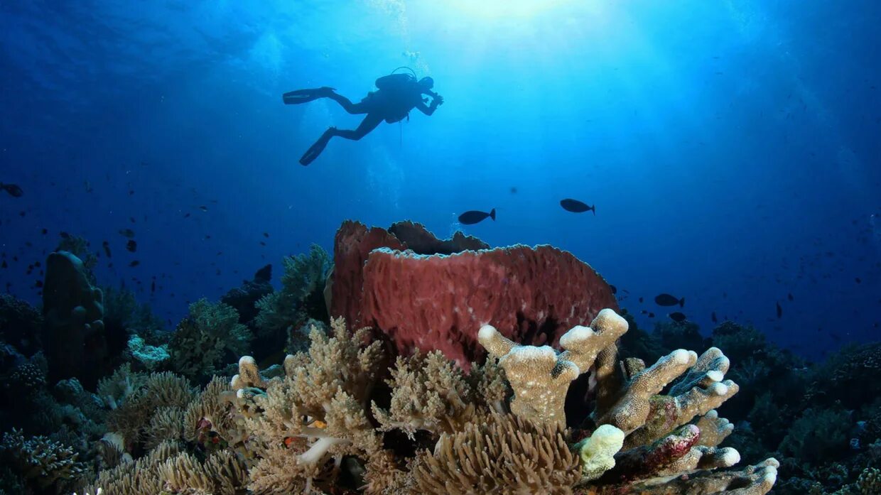 Coral life. Дайвинг в новой Гвинее. Папуа новая Гвинея дайвинг. Кораллы Тихого океана. Жизнь кораллов.
