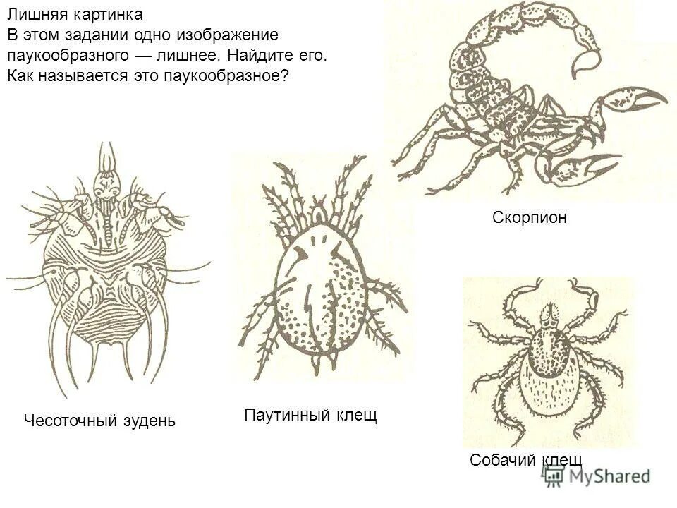 К классу паукообразных относится чесоточный клещ. Чесоточный клещ паукообразный. чесоточный зудень схема. чесоточный клещ класс паукообразные. собачий клещ строение.