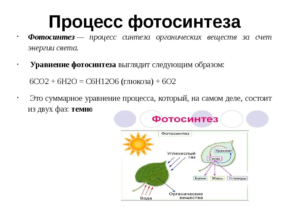 Фотосинтез клетки 10 класс биология. Биология 9 класс фотосинтез клетки. Фотосинтез 9 класс биология. Процесс фотосинтеза процесс.