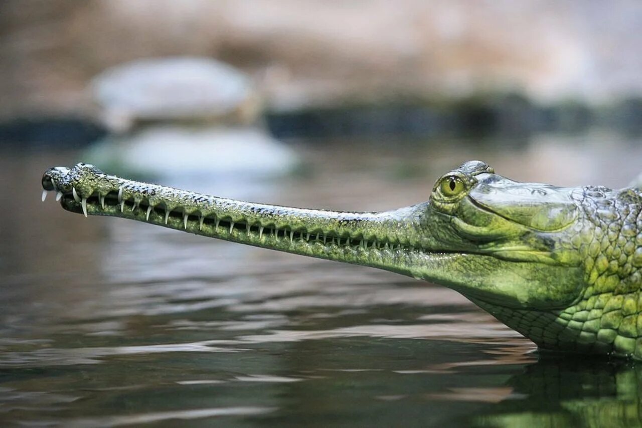 Книга рекордов природы рептилий самый. Гангский гавиал. Гавиал альбинос. Гавиал крокодил. Гангский гавиал крокодилы.