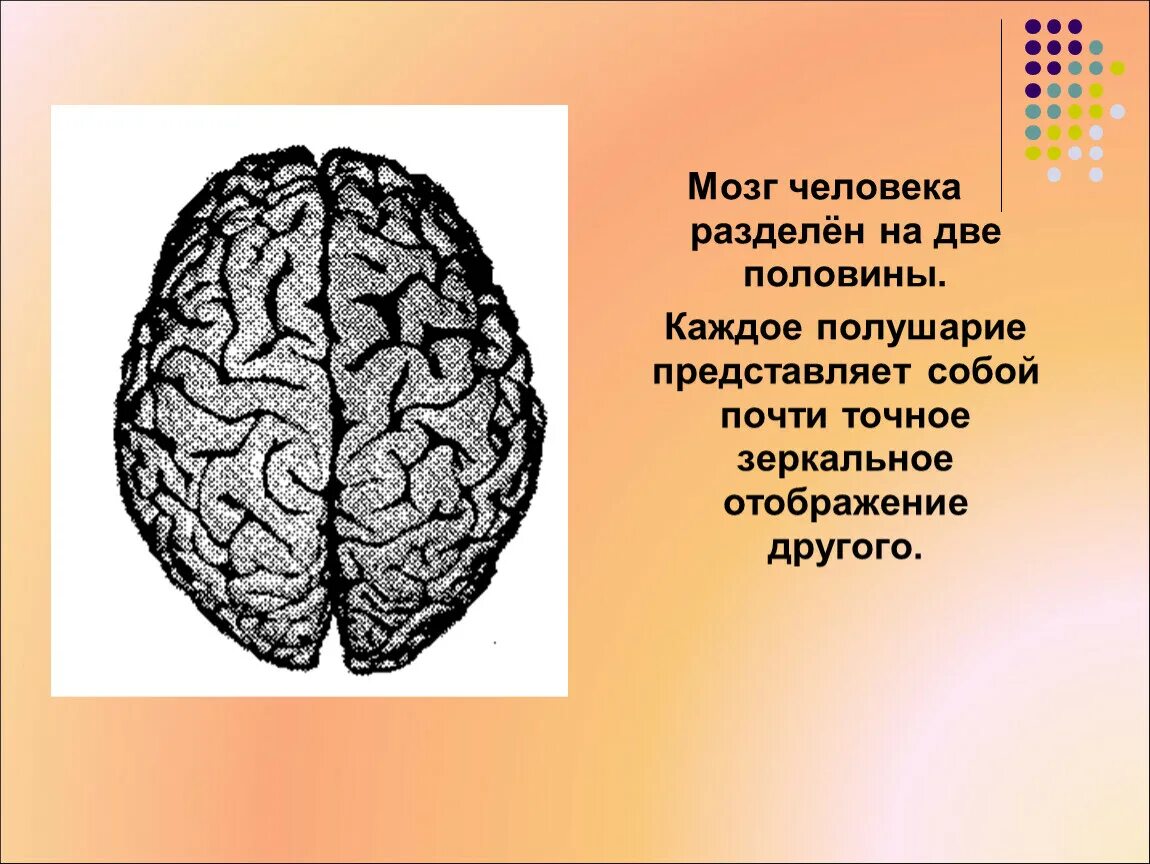 Полушарий мозга делятся. Полушария мозга. Мозг человека полушария. 2 Полушария мозга. Разделение мозга на полушария.