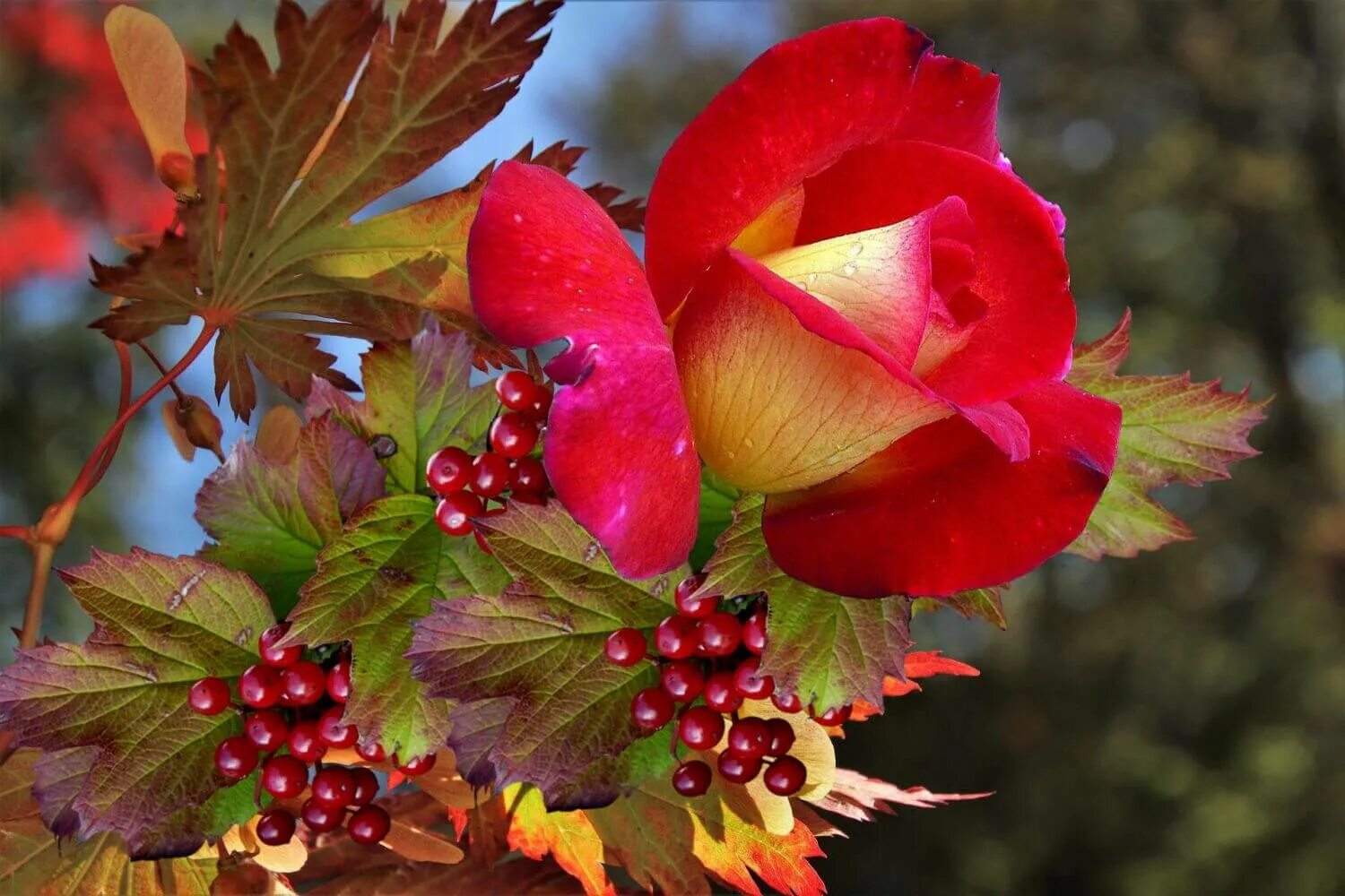 Октябрьские цветы фото Wallpaper : leaves, flowers, red, blossom, bouquets, calla lilies, flora, roses,
