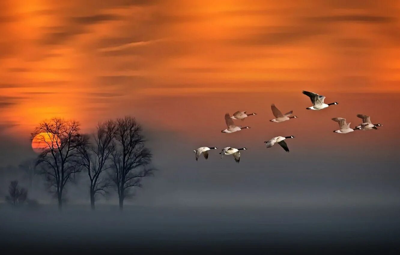 Птицы улетают осенью песня. Стая птиц. Птицы улетают на Юг. Журавль в небе. Пейзаж с журавлями.