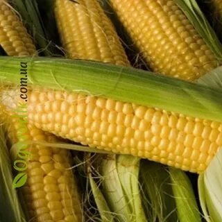 Кукуруза сорта урожайность