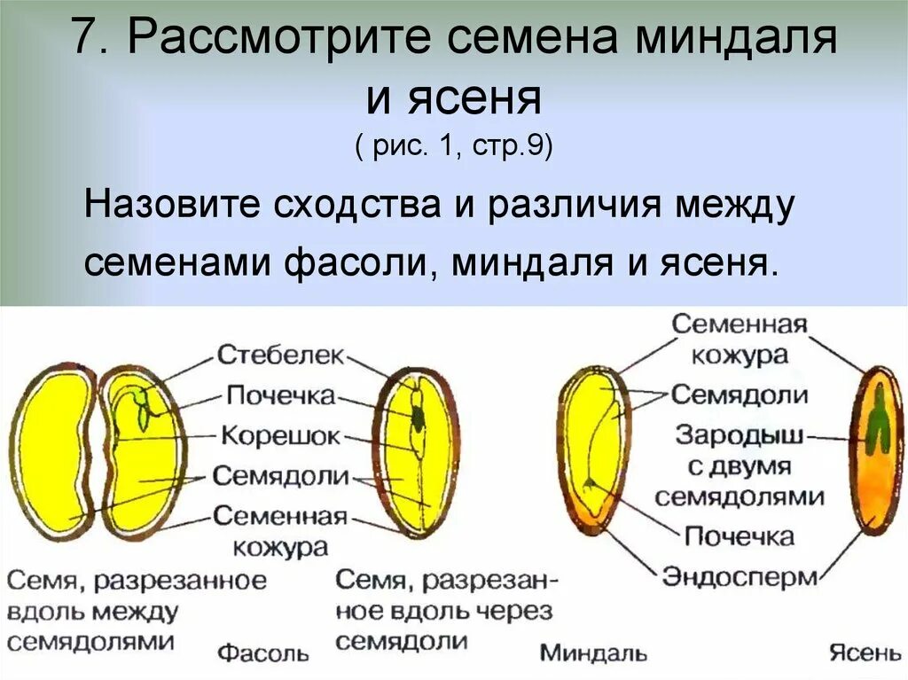 Рассмотрите рисунок семени какая структура обозначена. Строение семени однодольного растения. Строение семени однодольных и двудольных. Строение семени однодольных и двудольных растений 6 класс биология. Строение семени однодольного растения 6 класс биология.