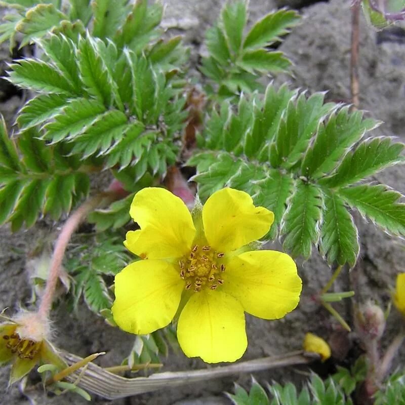 Лапчатка гусиная латынь. Лапчатка гусиная. лапчатка гусиная (potentilla anserina). лапчатка гусиная лапка. лапчатка anserina.