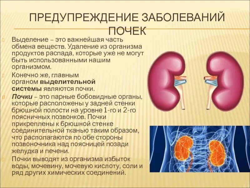 Болезни почек названия. Предупрежджениезаболевааний почек. Профилактика заболеваний почек.