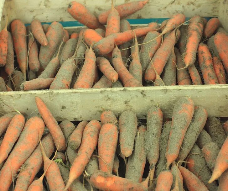 Морковь Нандрин. Хранение моркови. Хранение корнеплодов. Морковь в погребе.