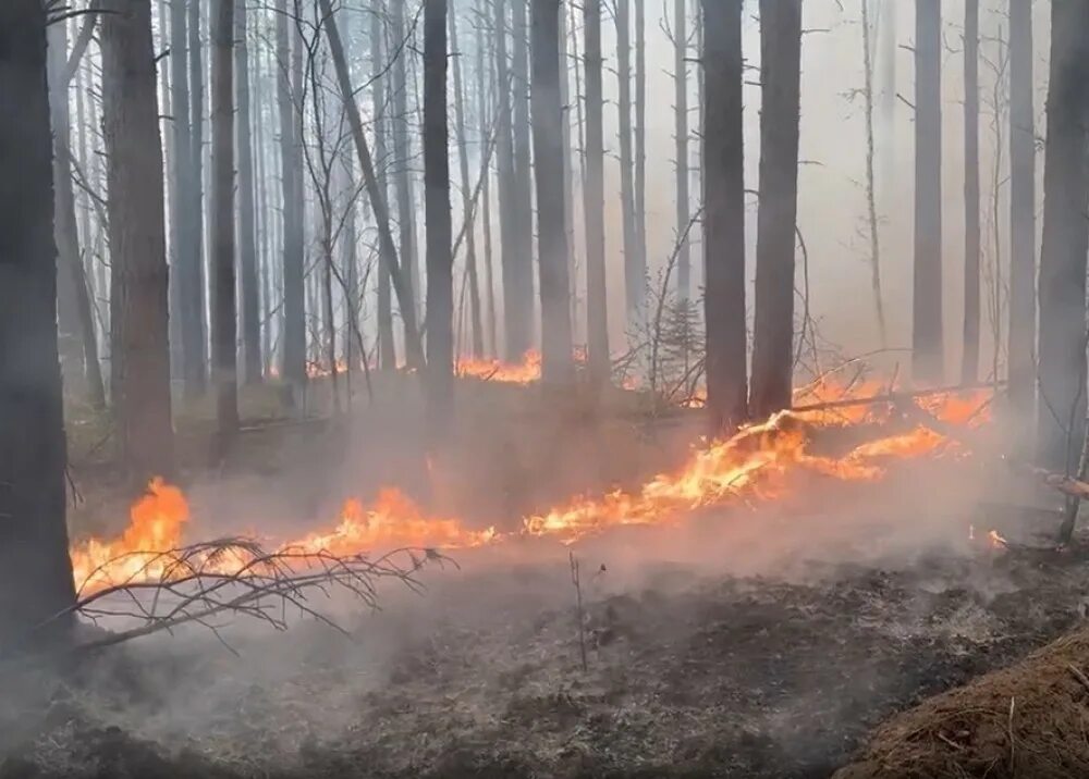 Пожар в лесу какой фактор. Лесные пожары в Свердловской области. Лес Свердловской области. Леса Свердловской области. Обстановка с лесными пожарами в Свердловской области.