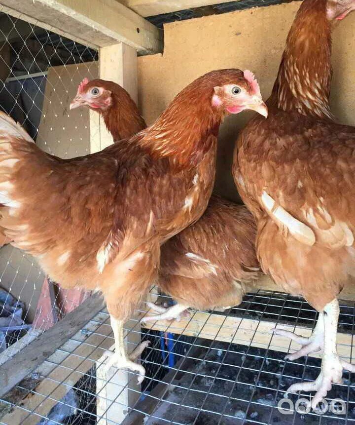 петушки хайсекс браун. кура несушка недорого. кубанская красная несушка. куры ломан браун. род айленд белый куры.
