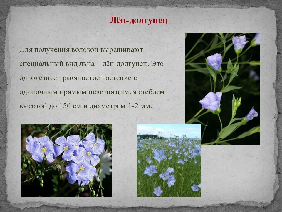 Где используют лен. Лён долгунец растение. лен кудряш и лен долгунец. описание льна. строение льна долгунца.