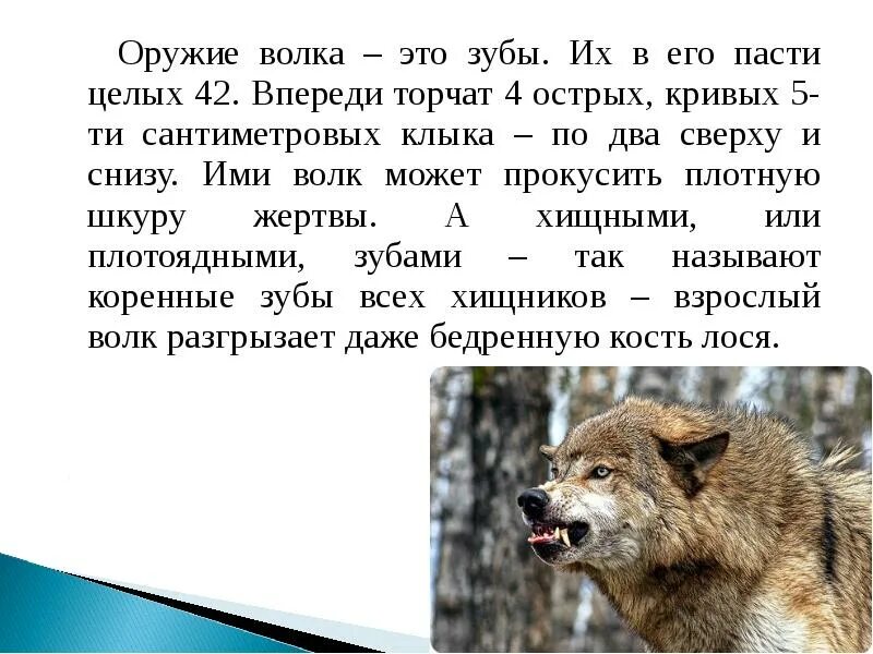 Сообщение о волке 6 класс. Доклад на тему волк 4 класс. рассказ о волке. доклад про волка. краткий доклад про волка.