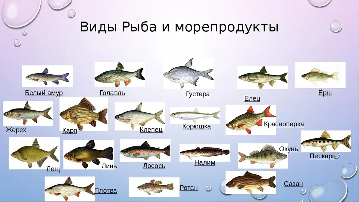 Какие есть сорта рыб. Название рыб. пресноводные рыбы. речные и морские рыбы. пресноводные рыбы названия.