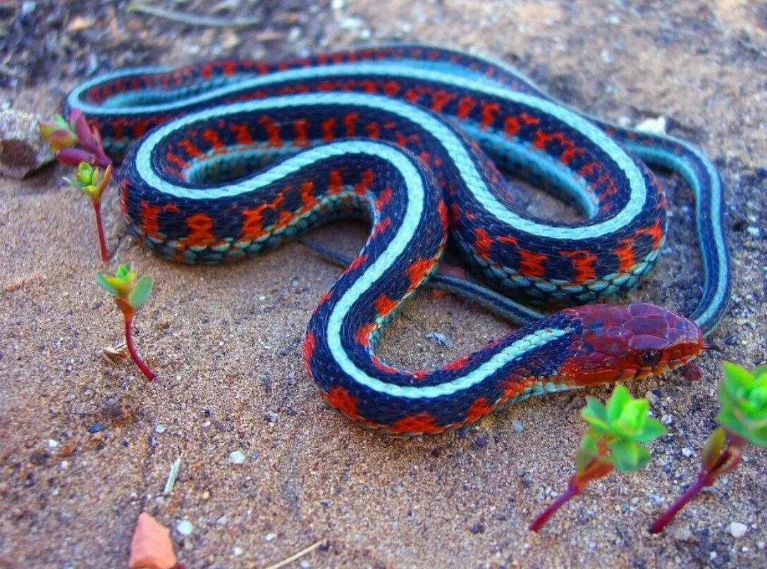 Какого типа змеи. Калифорнийская подвязочная змея. Калифорнийская Краснобокая Garter Snake змея. Голубая подвязочная змея. Подвязочный полоз.