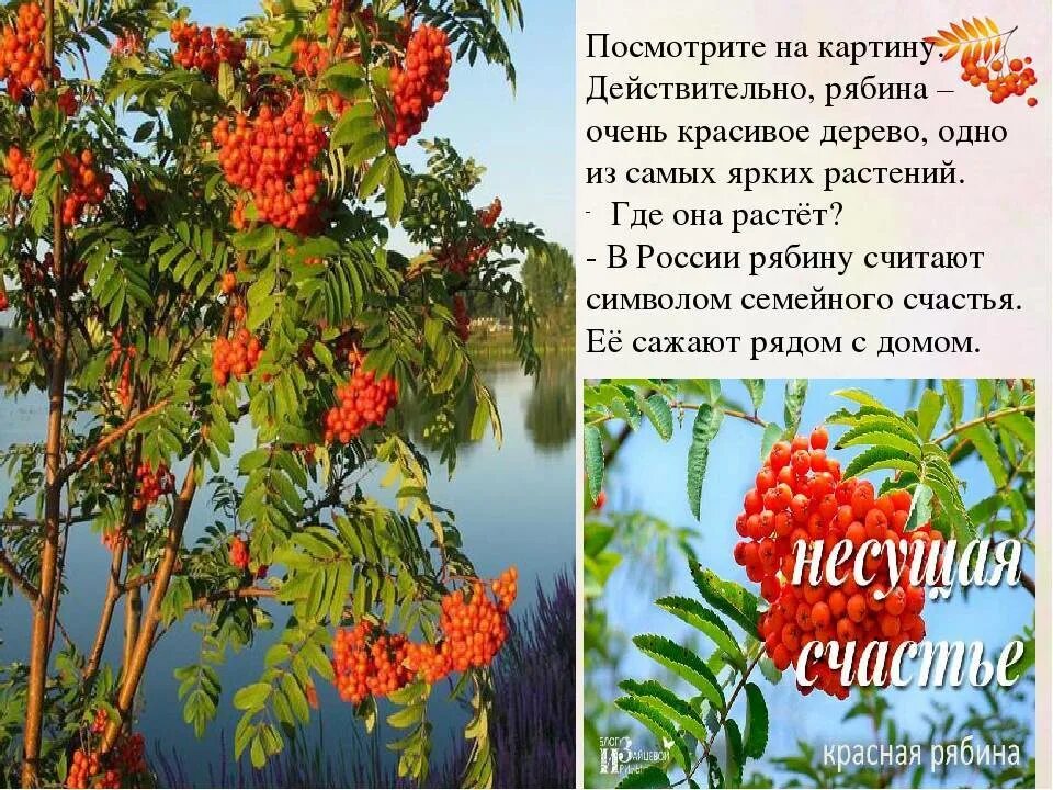 Глагол от слова рябина. Стихи про рябину. Загадка про рябину для детей. Стишок про рябину для детей. Стихотворение про рябину для детей.