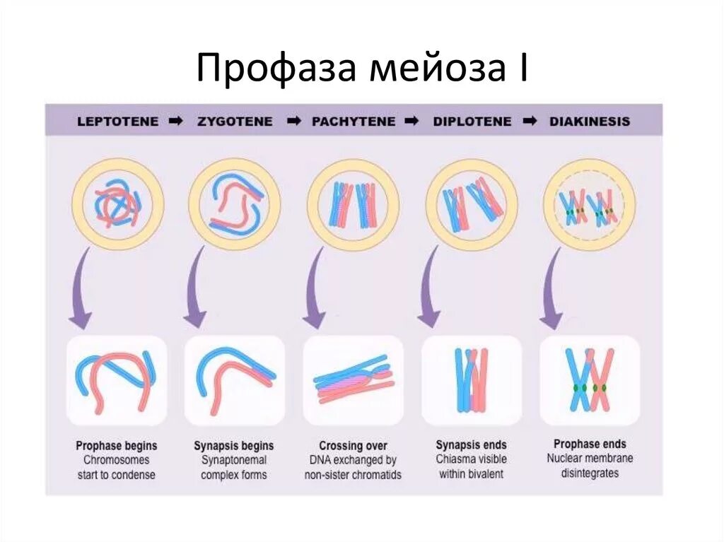 Фазы профазы 1 мейоза. Стадии профазы 1 мейоза. Редукционное деление мейоза профаза 1. Стадии профаза 1 деления мейоза.