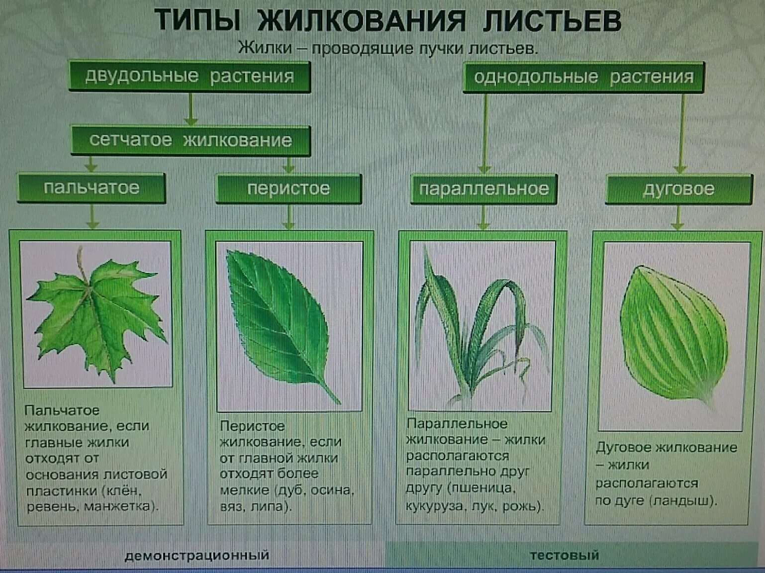 Типы жилкования листа. Типы жилкования листьев. Перистое и пальчатое жилкование. Биология типы жилкования листа,.