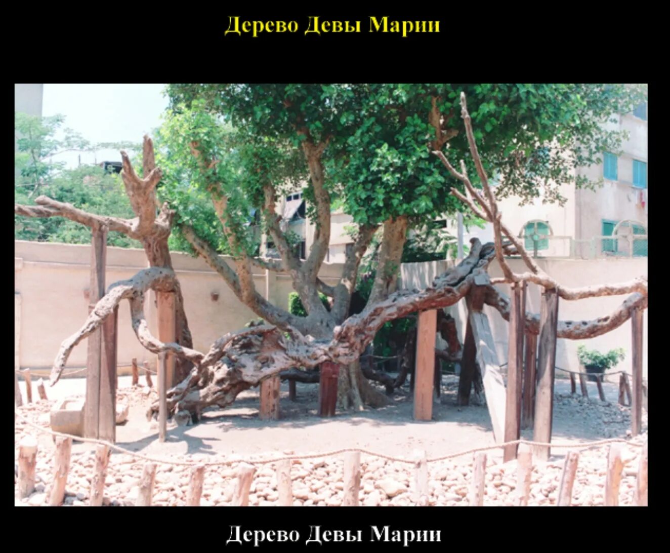 Дерево девы. Дерево девы. Дерево в образе девушки. Друиды гороскоп деревьев. Дерево девы.